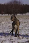 03_immelmann_sagittarius_003