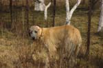 05_couperin_knallasens_05
