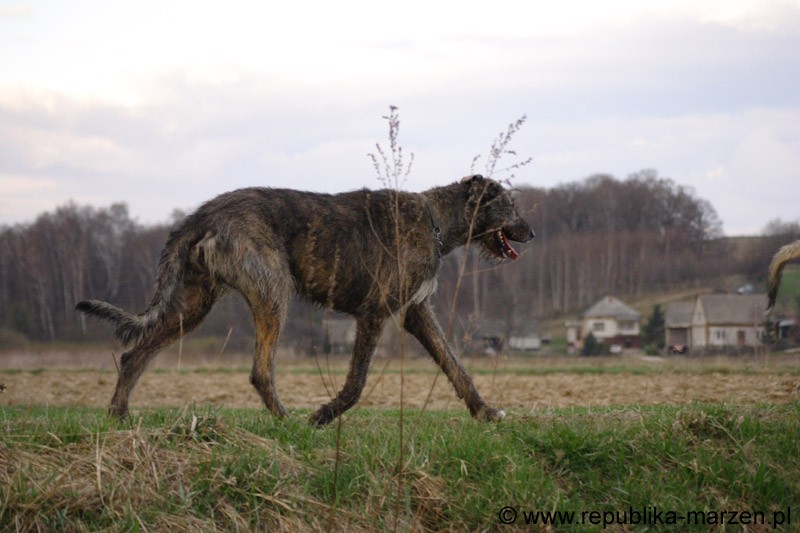 07_immelmann_sagittarius_03