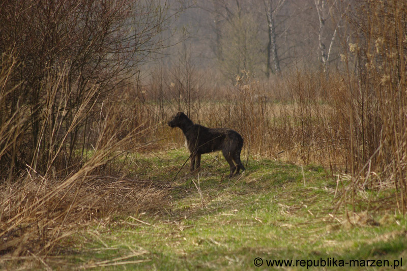 08_immelmann_sagittarius_02