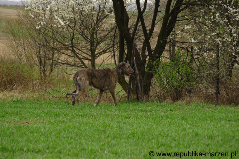 09_immelmann_sagittarius_04