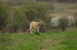 09_couperin_knallasens_04