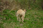 09_couperin_knallasens_06