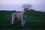 13_couperin_knallasens_07
