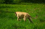 14_couperin_immelmann_ivanhoe_06
