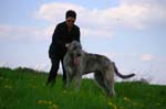 14_couperin_immelmann_ivanhoe_16