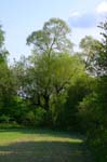 14_couperin_immelmann_ivanhoe_56