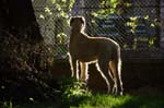 15_couperin__immelmann_10
