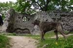 16_immelmann_sagittarius_02