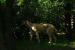 17_knallasens_couperin_09