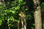 17_knallasens_couperin_10