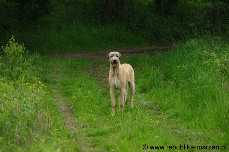 18_couperin_knallasens_07