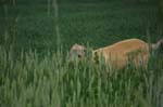 19_knallasens_couperin_03