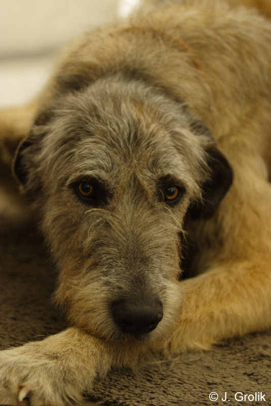 0973 Katowice CACIB 09