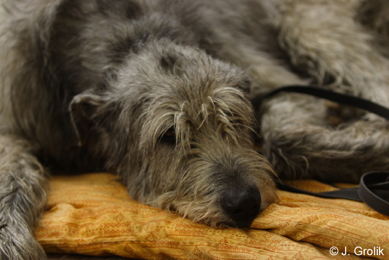 0976 Katowice CACIB 09