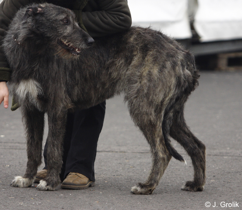0992 Katowice CACIB 09