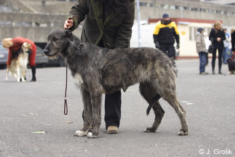 0999 Katowice CACIB 09