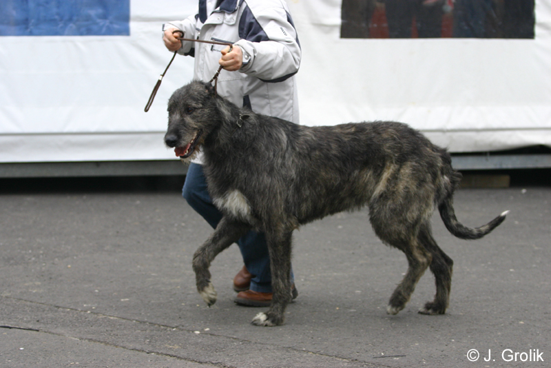 1000 Katowice CACIB 09