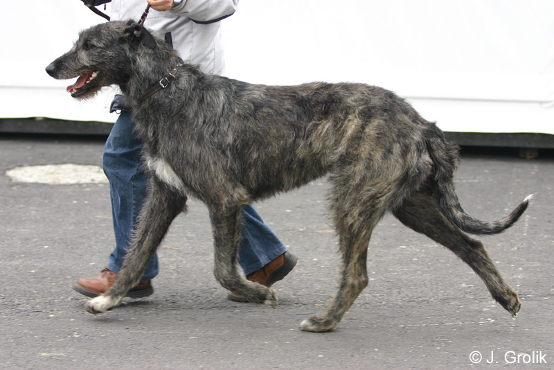 1002 Katowice CACIB 09
