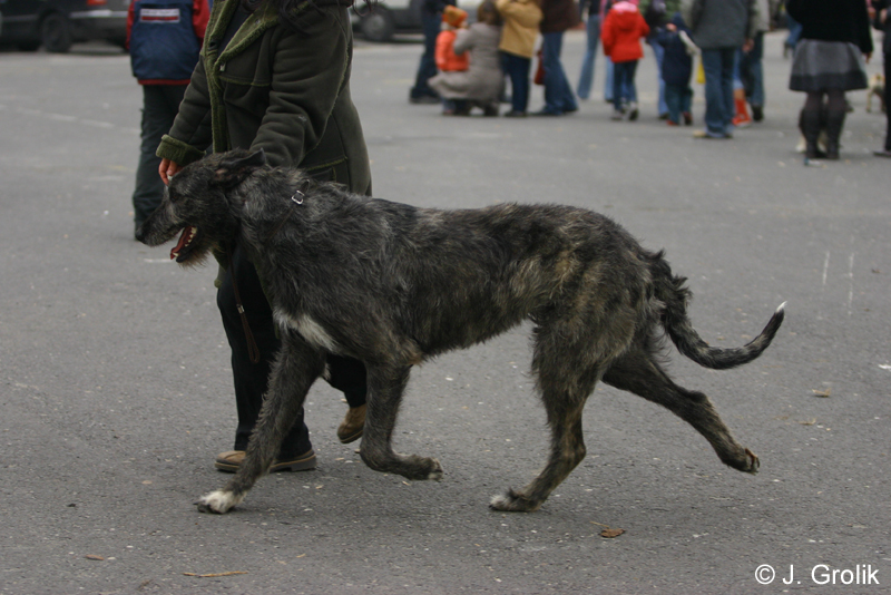 1014 Katowice CACIB 09