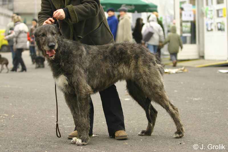 1022 Katowice CACIB 09