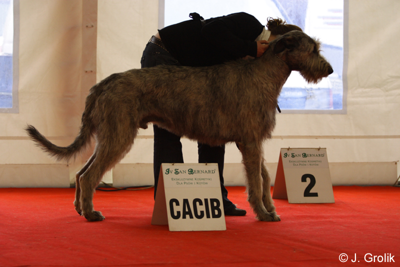 1075 Katowice CACIB 09