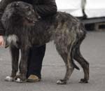 0992 Katowice CACIB 09
