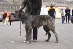 0999 Katowice CACIB 09