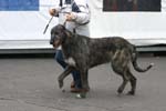 1000 Katowice CACIB 09