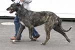 1002 Katowice CACIB 09