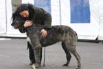 1012 Katowice CACIB 09