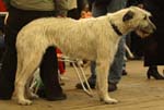 1053 Katowice CACIB 09