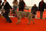 1065 Katowice CACIB 09