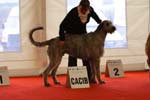1073 Katowice CACIB 09