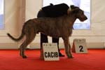 1075 Katowice CACIB 09