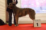 1086 Katowice CACIB 09