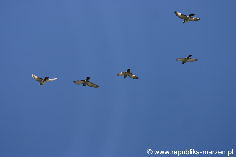 CRW_1560