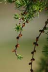 CRW_1555