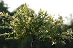 03 Wilczarz Couperin Immelmann 00