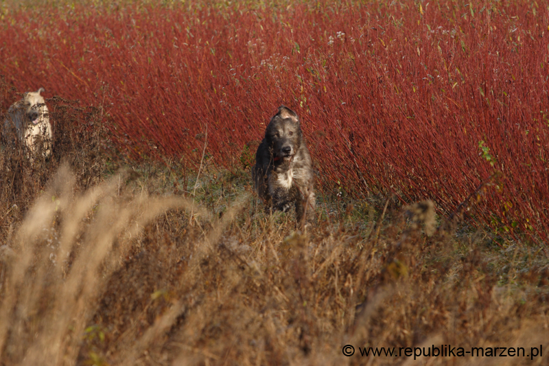 CRW_6077
