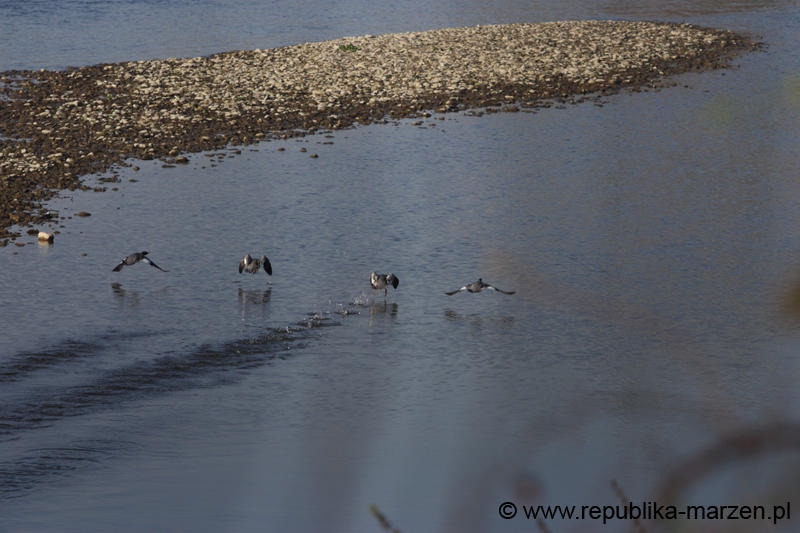 CRW_6080