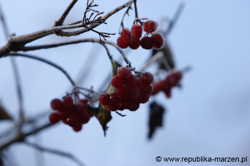 CRW_6085