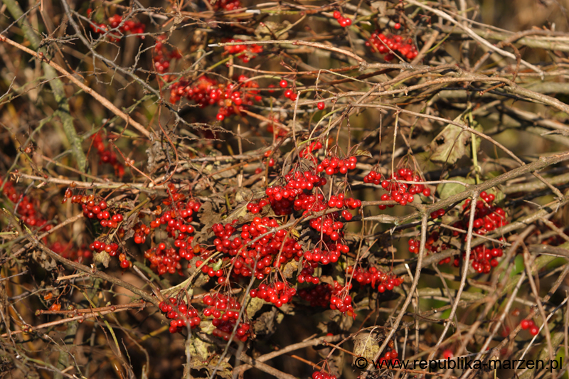 CRW_6091