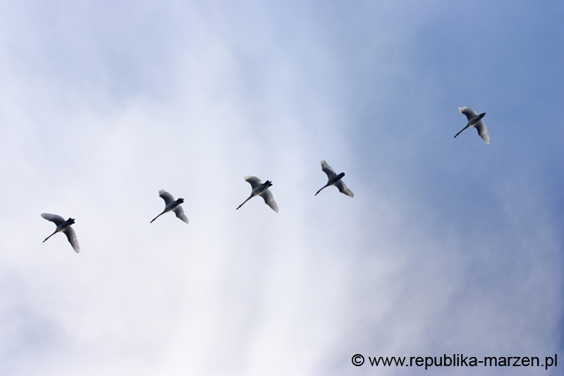 CRW_6184