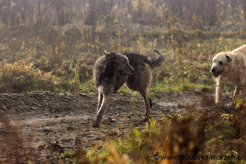 CRW_6201