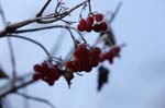 CRW_6085