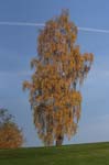 CRW_6111