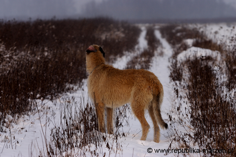 CRW_6368