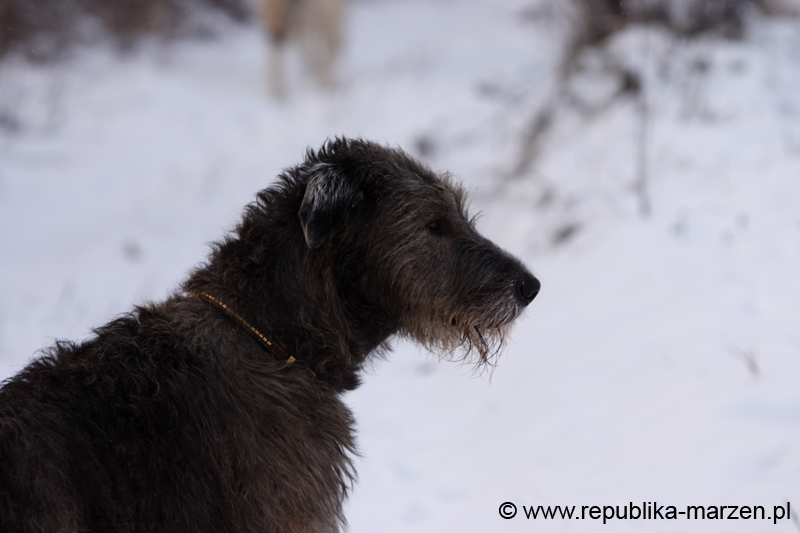 CRW_6385