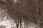 CRW_6319